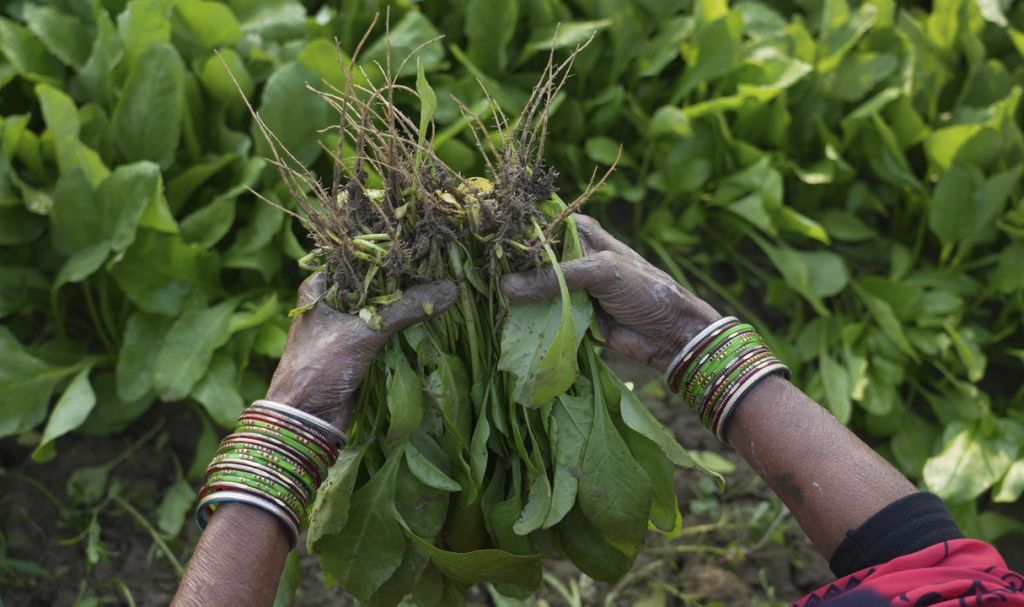 India, farmári, zelenina