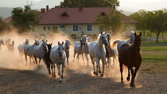 Lipicany sú po stáročia neoddeliteľnou súčasťou...