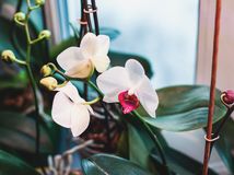 orchidey