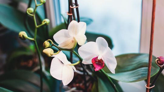 Poznáte základné pravidlo pestovania orchideí? A viete, čo treba urobiť deň predtým, než ich presadíte?