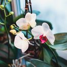 orchidey