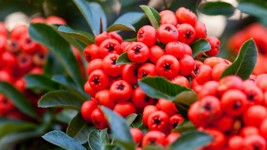 Hlohyňa šarlátová je vždyzelená drevina vhodná...