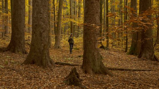 Našli sme list. Poďme hľadať strom!