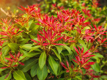 pieris
