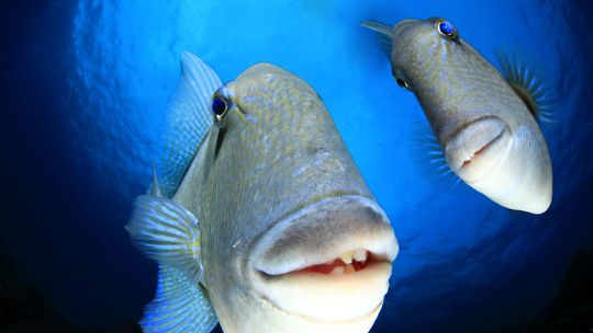 Rád by som sa porozprával, ale radšej mlčím ako...