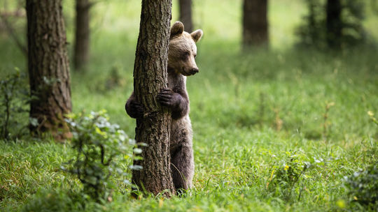 Ochranári: Štúdia o počte medveďov je v zhode s monitoringmi v chránených územiach