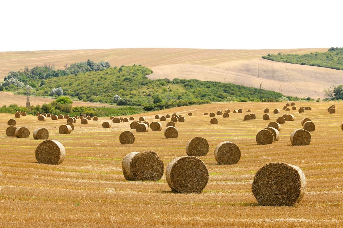 Úrodná Podunajská pahorkatina po žatve.