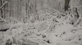 vychodne karpaty, popadane stromy, sneh, zima