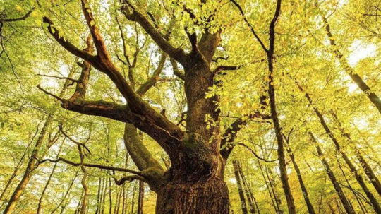 Európskym stromom roka je poľský dub Fabrykant, druhý skončil slovenský Dračí dub z Lozorna
