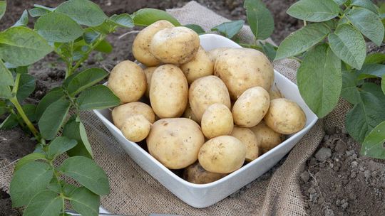 Prichádza nová generácia sadbových zemiakov: Odolné druhy Next Generation