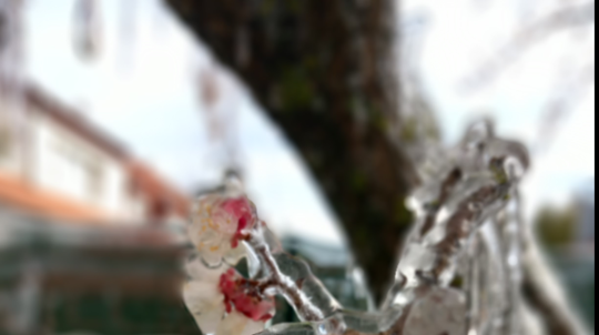 Marhuľový strom obalený ľadom.