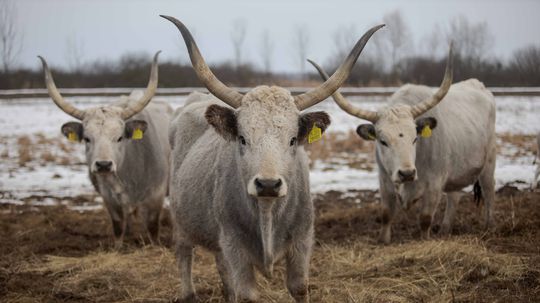 Bylinožravce pomáhajú udržiavať biodiverzitu.