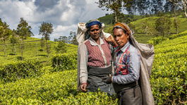Srí Lanka, čaj, zberačky čaju, Tamilčanky