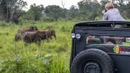 Srí Lanka, safari, slony, džíp