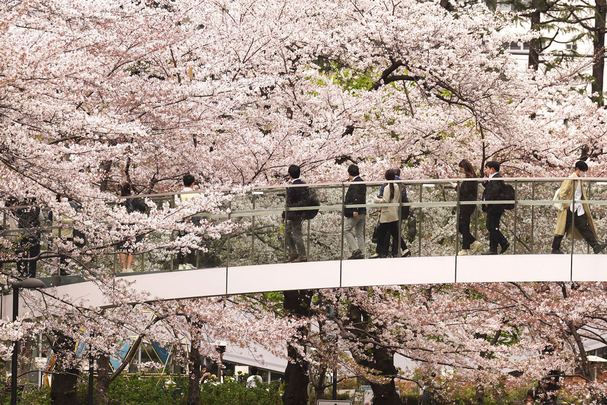 Japonsko Tokio sakura