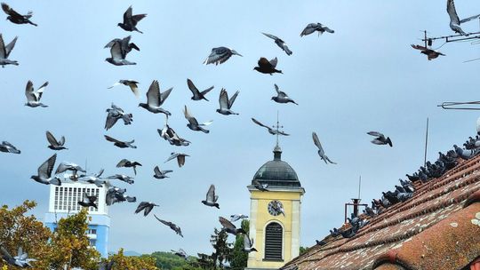 Premnožené holuby atakujú paneláky. Atrapy dravcov už nepomáhajú, s akými riešeniami prichádzajú mestá?