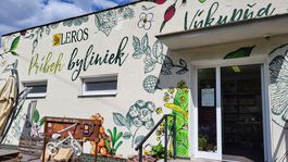 Bylinky a bylinkárky v Rajeckej doline