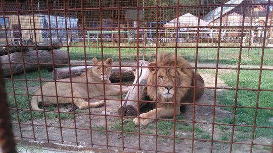 V Žiline zabíjal lev, ostatným šelmám hrozí, že ich utratia. Ľudia prosia veterinárov, aby ich nezabíjali