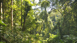 kostarika, dazdovy prales