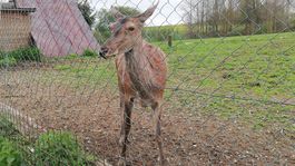 laň, záchranná stanica, Zázrivá