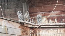 sovy, záchranná stanica, Zázrivá
