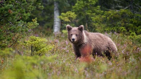 Medvedica napadla a zranila lesného pracovníka blízko Dolnej Bzovej
