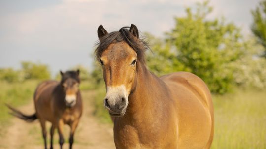Sneh ani mráz divokým koňom nevadí, pred...