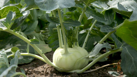 Taký obyčajná, a pritom taká zdravá zelenina: Hubí rakovinové bunky, posilňuje srdce, svaly aj nervy. Pomôže vám schudnúť a spomaliť starnutie