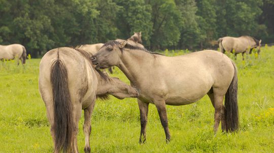 Konik je najbližším príbuzným vyhynutého tarpana.