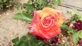 ruže, arborétum, Zvolen