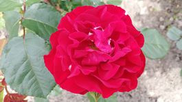 ruže, arborétum, Zvolen