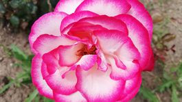 ruže, arborétum, Zvolen