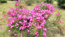 ruže, arborétum, Zvolen