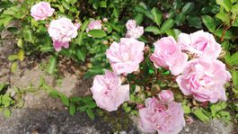 ruže, arborétum, Zvolen