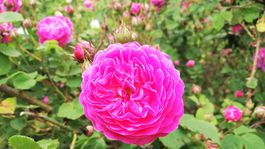 ruže, Geschvind, arborétum, Zvolen