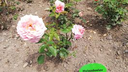 ruže, Hviezdoslav, arborétum, Zvolen