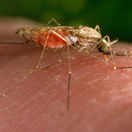 Mosquito Malaria