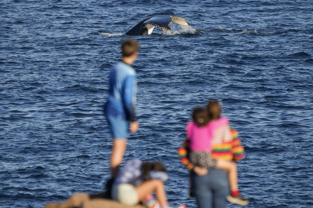 Austrália, veľryby