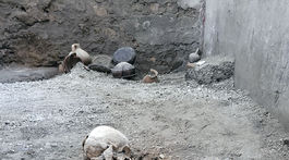 Pompeje, Taliansko, vykopávky, archeológovia