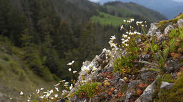 babky, pochybok mliecny