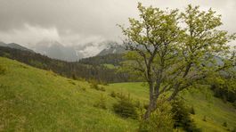 jarabina, babky, pasienok