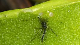 komar, masozravka, tucnica