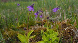 Mäsožravka tučnica obyčajná, veľa lokalít...