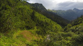 ocianka bezostova, tomanovska dolina, ticha dolina, tatry