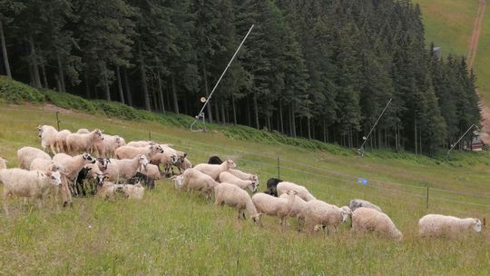 Zjazdovky v Jasnej obsadilo stádo oviec