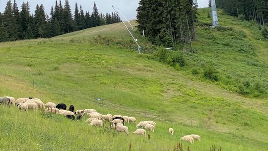 Ovečky – valašky spásajú zjazdovky v Jasnej. 