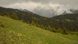 porasty bolhoja, babky, tatry