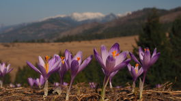 Šafrany, masovo sa vyskytujú na zachovalých...