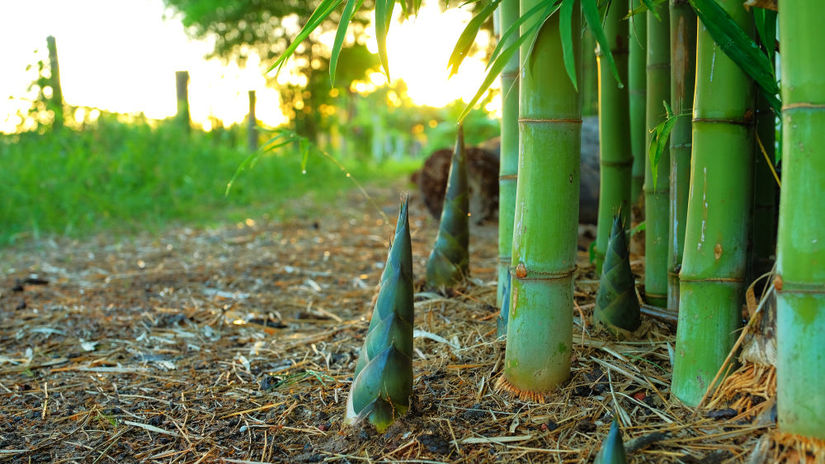 bambusové výhonky