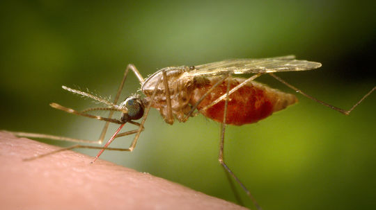 Pri slovenských hraniciach sa množia komáre, ktoré kedysi šírili maláriu. Hrozí viacero rizík  